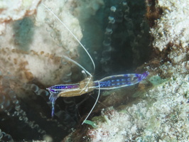 081 Pederson Shrimp with eggs IMG_7418