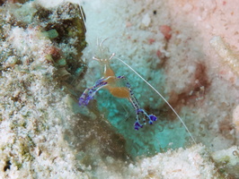 082 Pederson Shrimp with eggs IMG_7420