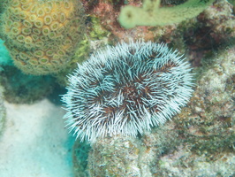 083 West Indian Sea Egg IMG_7422