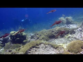 Caribbean Reef Squid