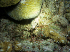 087 Two Yellowline Arrow Crabs IMG_7435