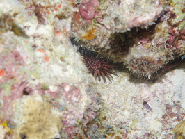 089 Reef Urchin IMG_7443