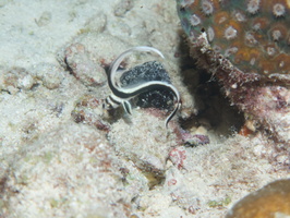 090 Juvenile Spotted Drumfish IMG_7446