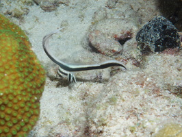 091 Juvenile Spotted Drumfish IMG_7448