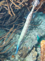 092 Trumpetfish IMG_7450