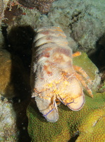 094 Spanish Lobster IMG_7453