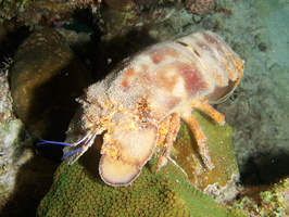 095 Spanish Lobster IMG_7454