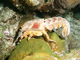 096 Spanish Lobster IMG_7455