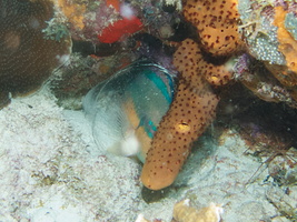 097 Sleeping Parrotfish in a protective bubble IMG_7456