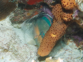 098 Sleeping Parrotfish in a protective bubble IMG_7457