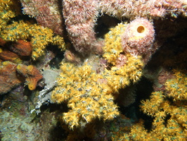 100 Green Sponge encrusted with Golden Zoanthid IMG_7459