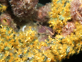 101 Green Sponge encrusted with Golden Zoanthid  with Yellowline Arrow Crab IMG_7460