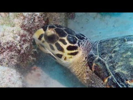 Hawksbill Sea Turtle