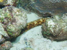 103 Tiger Tail Sea Cucumber IMG_7465