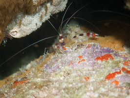 106 Banded Coral Shrimp IMG_7468