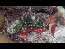 Twitching Stoplight Parrotfish