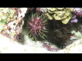 Feeding Rock-Boring Urchin, I think