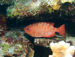 005 Big Eye IMG_7484