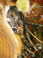 007 Spotted Spiny Lobster IMG_7486