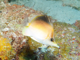 009 Longsnout Butterflyfish IMG_7497