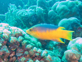 010 Spanish Hogfish IMG_7499