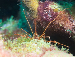 011 Yellowline Arrowcrab IMG_7500