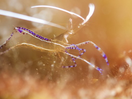 013 Pederson Shrimp with Macro IMG_7517