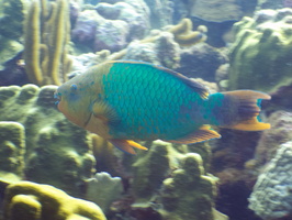 014 Rainbow Parrotfish IMG_7522