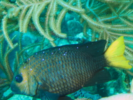 017 Yellowtail Damselfish IMG_7529