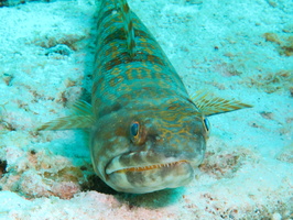 018 Sand Diver IMG_7536