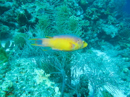 019 Spanish Hogfish IMG_7541