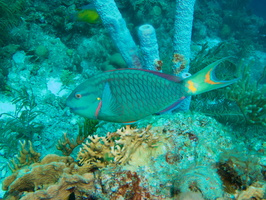 020 Stoplight Parrrotfish Terminal Phase IMG_7542