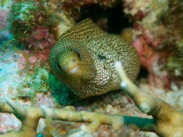 021 Goldentail Moray IMG_7545