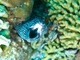 023 Spotted Moray IMG_7550