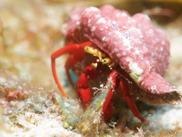 026 Tiny Red Reef Hermit with Macro IMG_7557