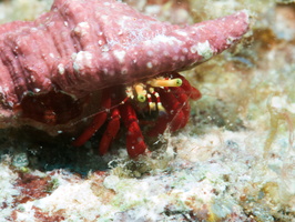027 Tiny Red Reef Hermit with Macro IMG_7561