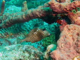 028 Smooth Trunkfish IMG_7567