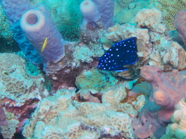 029 Juvenile Yellowtail Damselfish IMG_7568