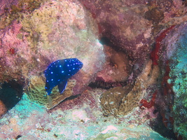 030 Juvenile Yellowtail Damselfish IMG_7571