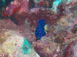 031 Juvenile Yellowtail Damselfish IMG_7574