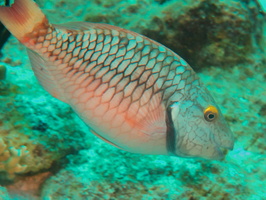 032 Stoplight Parrotfish IMG_7582