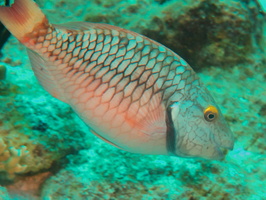032 Stoplight Parrotfish IMG_7582