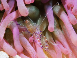 040 Spotted Cleaner Shrimp with Macro IMG_7600