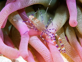 041 Spotted Cleaner Shrimp with Macro IMG_7601