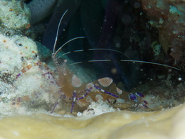 042 Spotted Cleaner Shrimp IMG_7603