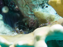 043 Two Spotted Cleaner Shrimp IMG_7610