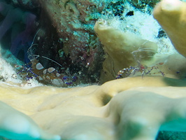 044 Two Spotted Cleaner Shrimp IMG_7611