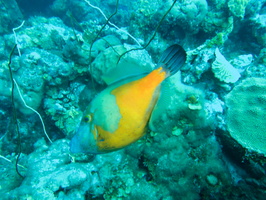 046 Whitespot Filefish IMG_7613