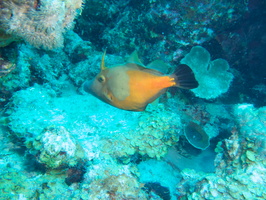 047 Whitespot Filefish with file up IMG_7614