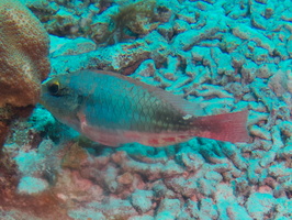 048 Redband Parrotfish Initial Phase IMG_7615
